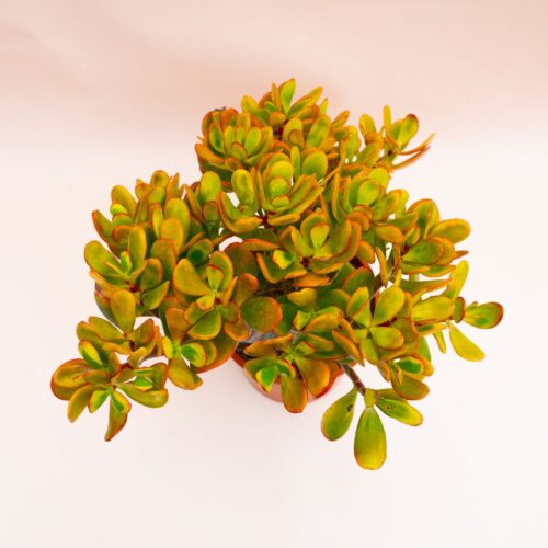 Crassula portulacea tricolor Ø 17 cm 798F