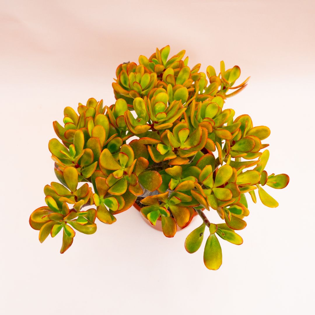 Crassula portulacea tricolor Ø 17 cm 798F
