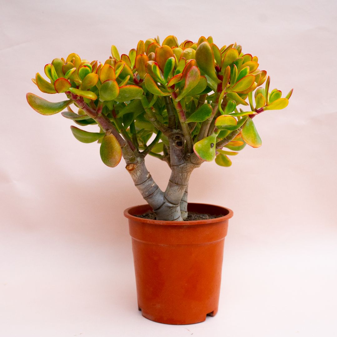 Crassula portulacea tricolor Ø 17 cm 798F