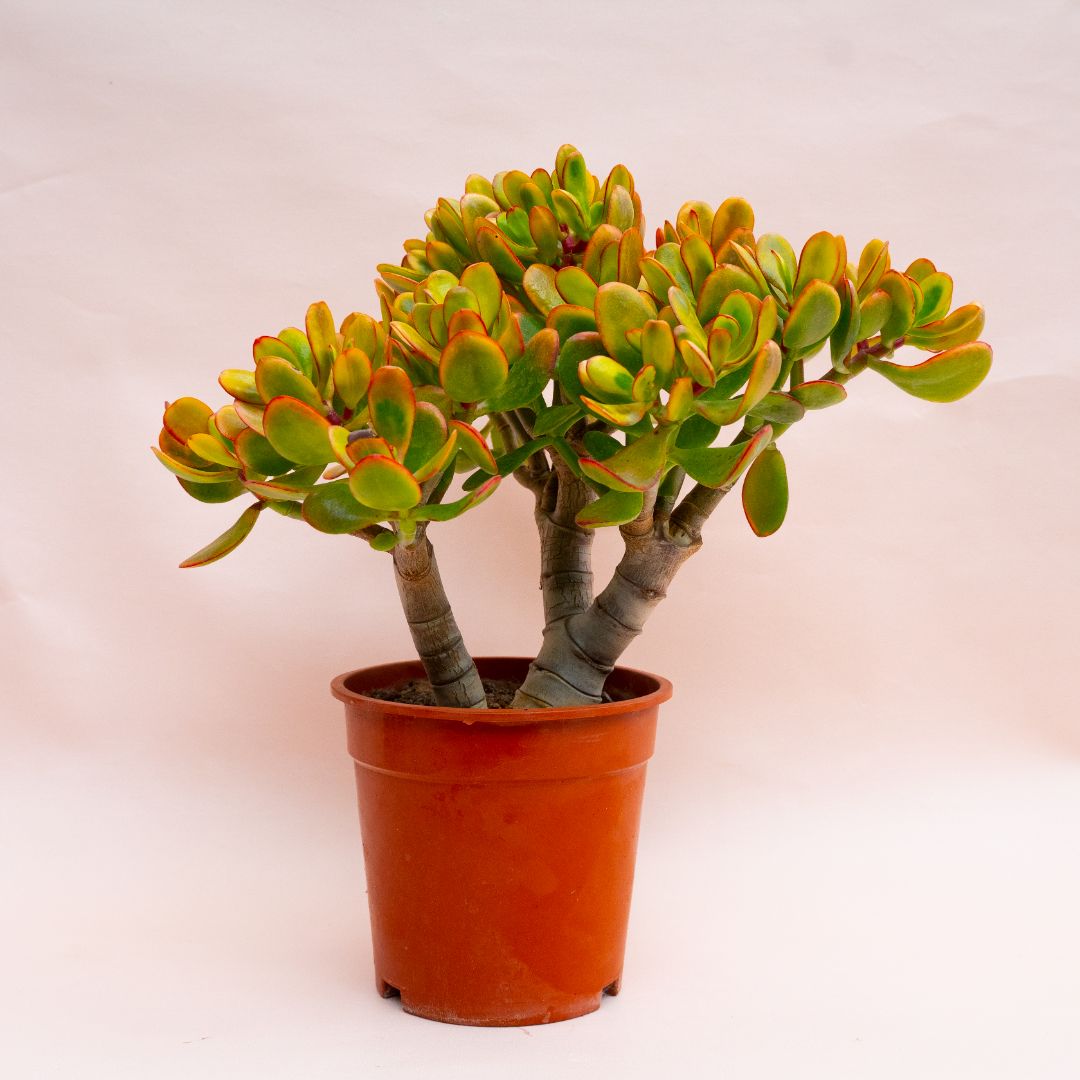 Crassula portulacea tricolor Ø 17 cm 798F
