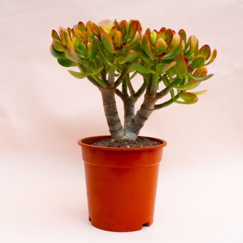Crassula portulacea tricolor Ø 17 cm 801F