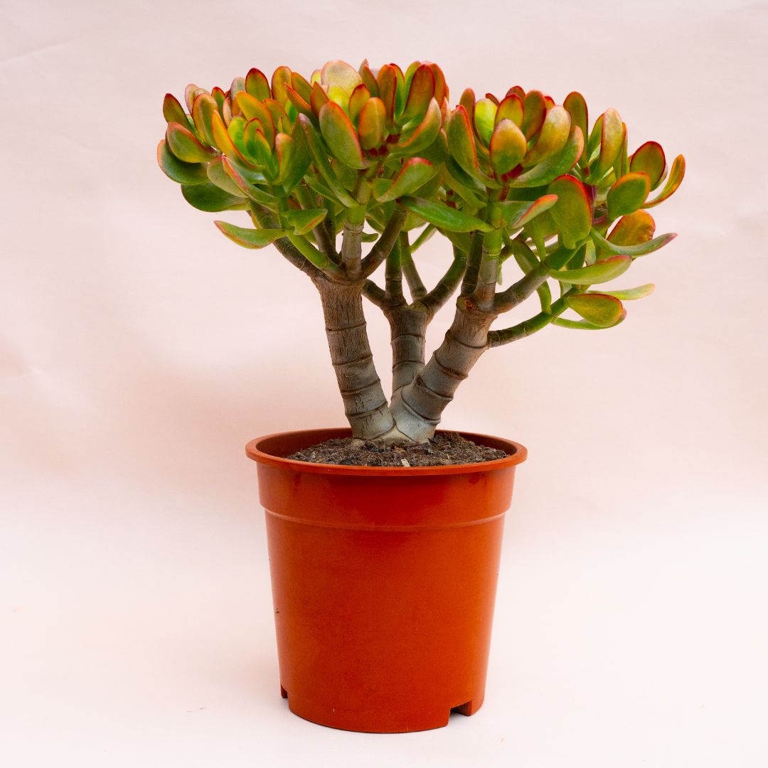 Crassula portulacea tricolor Ø 17 cm 801F