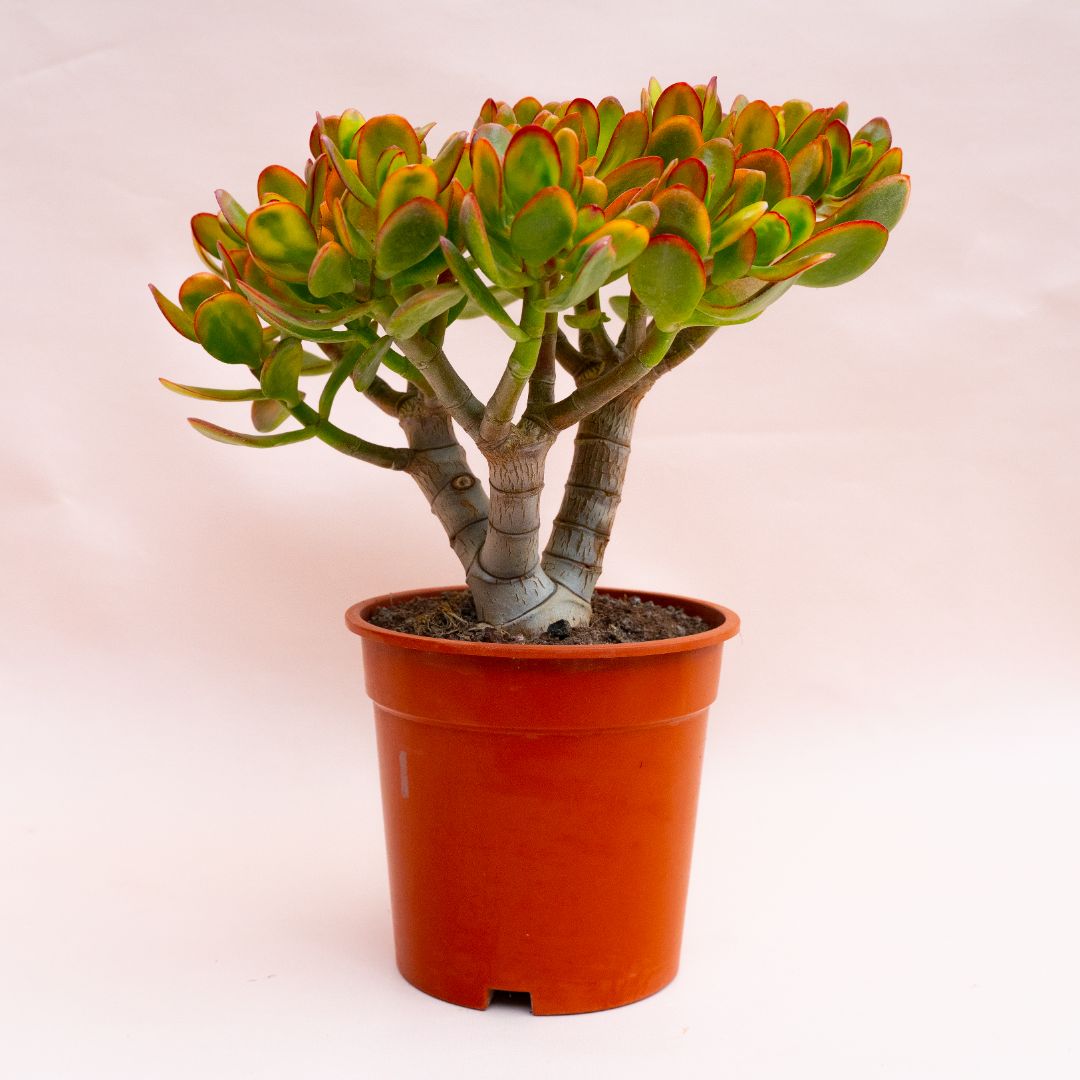 Crassula portulacea tricolor Ø 17 cm 801F