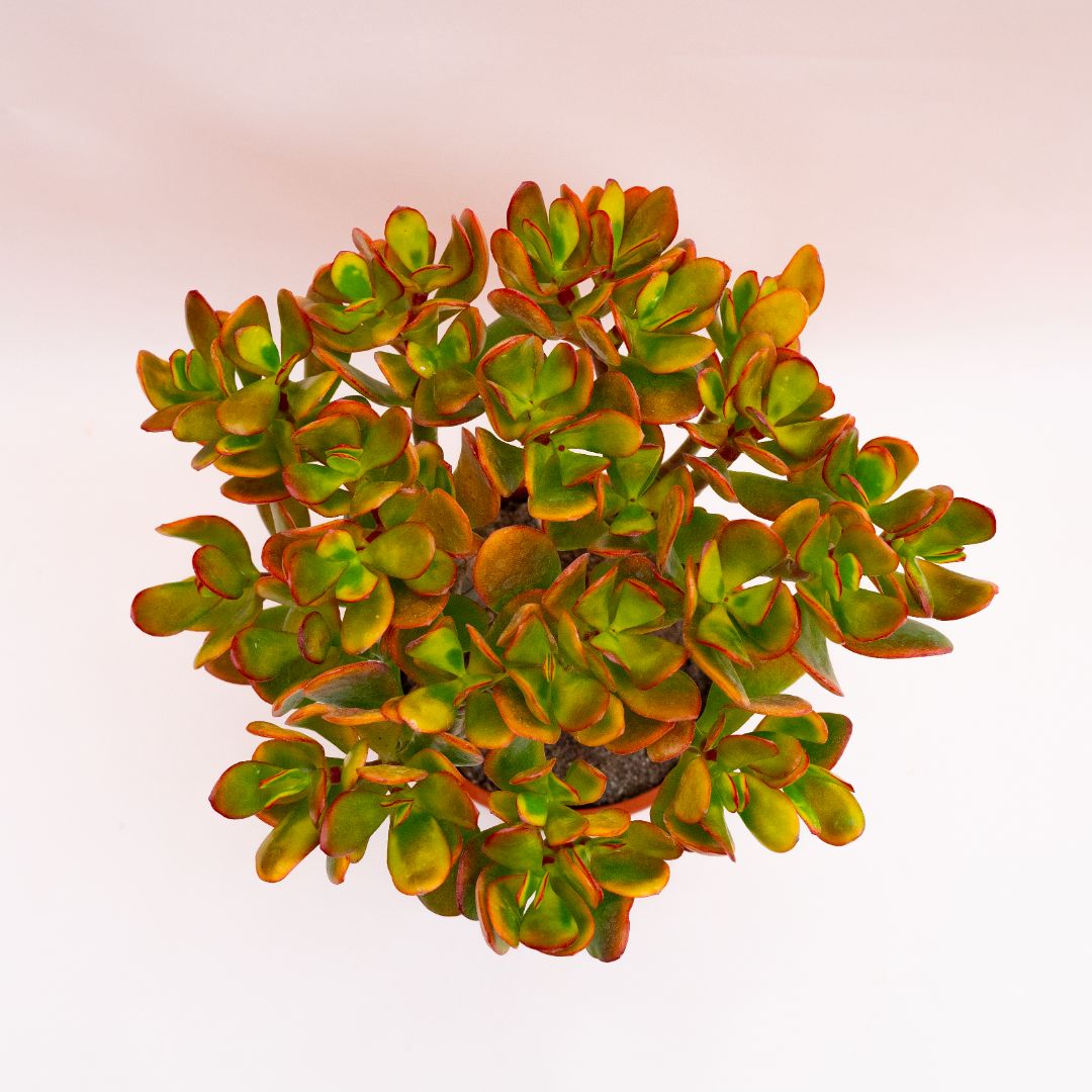 Crassula portulacea tricolor Ø 17 cm 801F