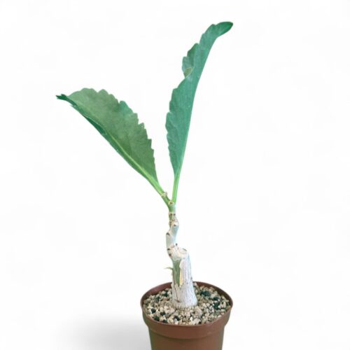 Cyphostemma juttae Ø 12 cm