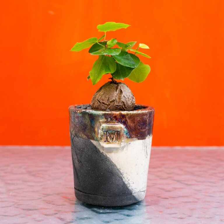 Dioscorea elephantipes