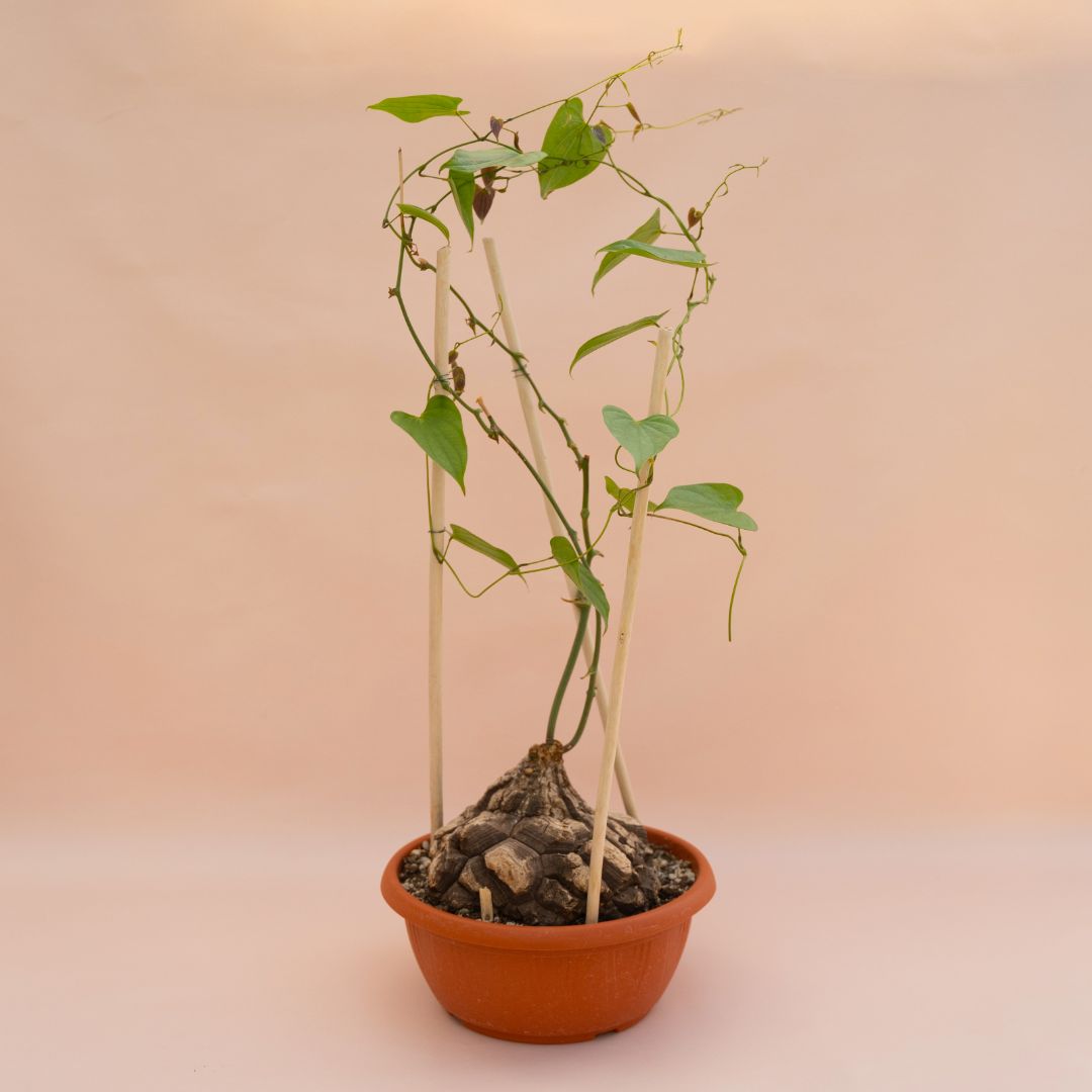Dioscorea Mexicana vaso Ø 25 cm
