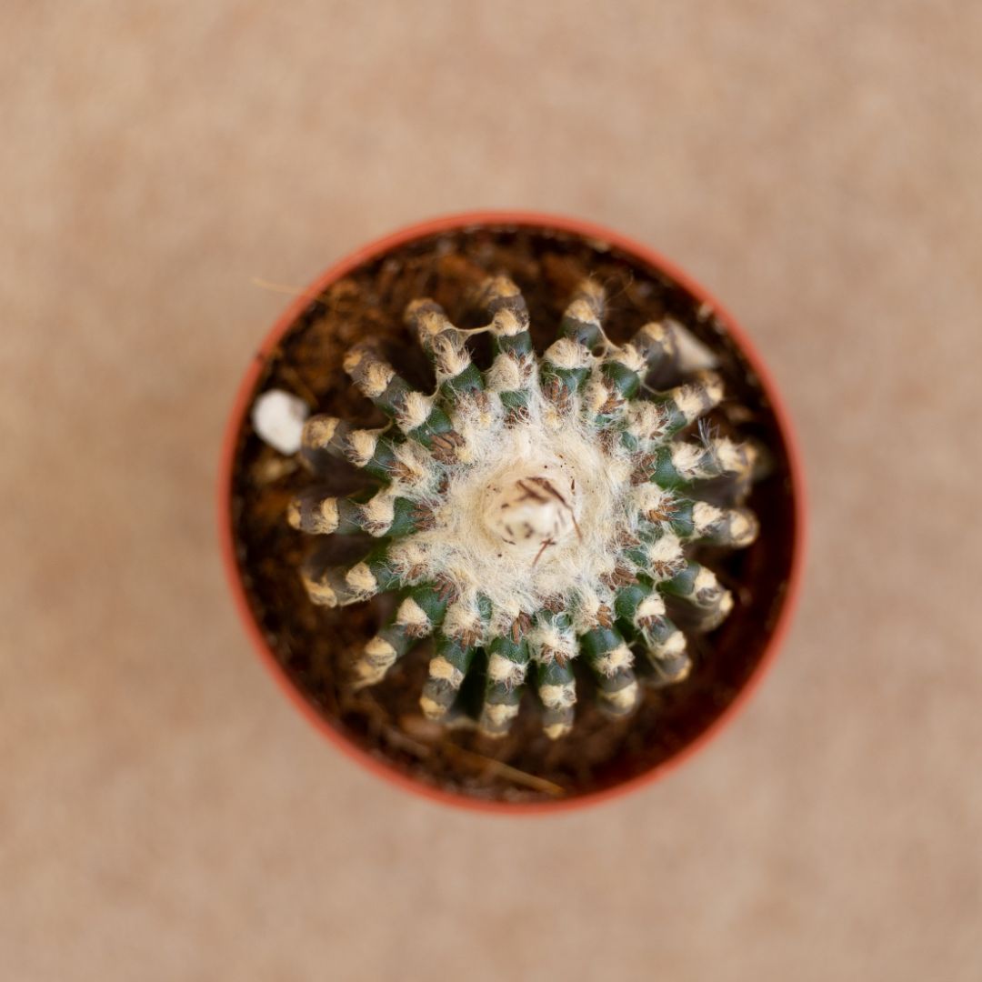 Discocactus horstii Ø 5,5 cm