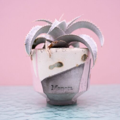 Dyckia marnier-lapostollei 249 Raku