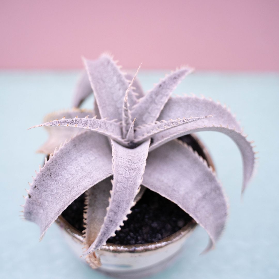 Dyckia marnier-lapostollei 249 Raku