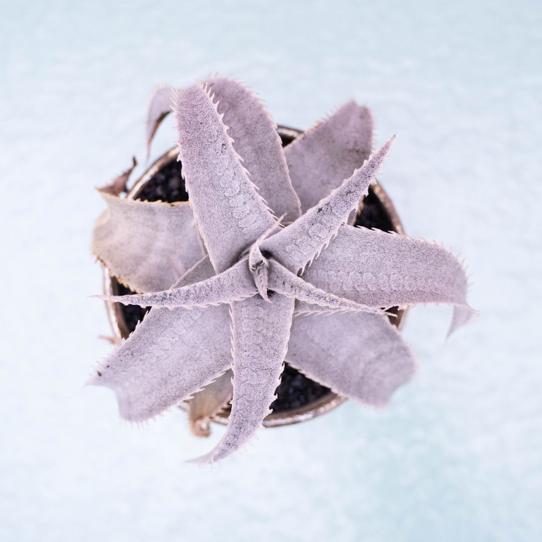 Dyckia marnier-lapostollei 249 Raku