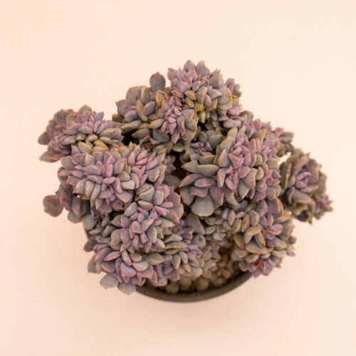 Echeveria 'Cubic Frost' crestata Ø 12 cm 827F