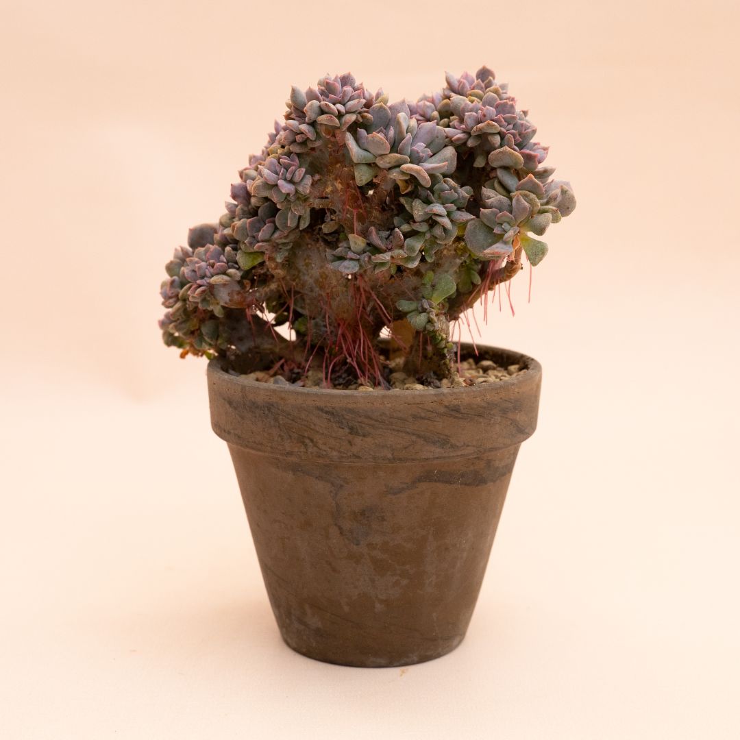 Echeveria 'Cubic Frost' crestata Ø 12 cm 827F