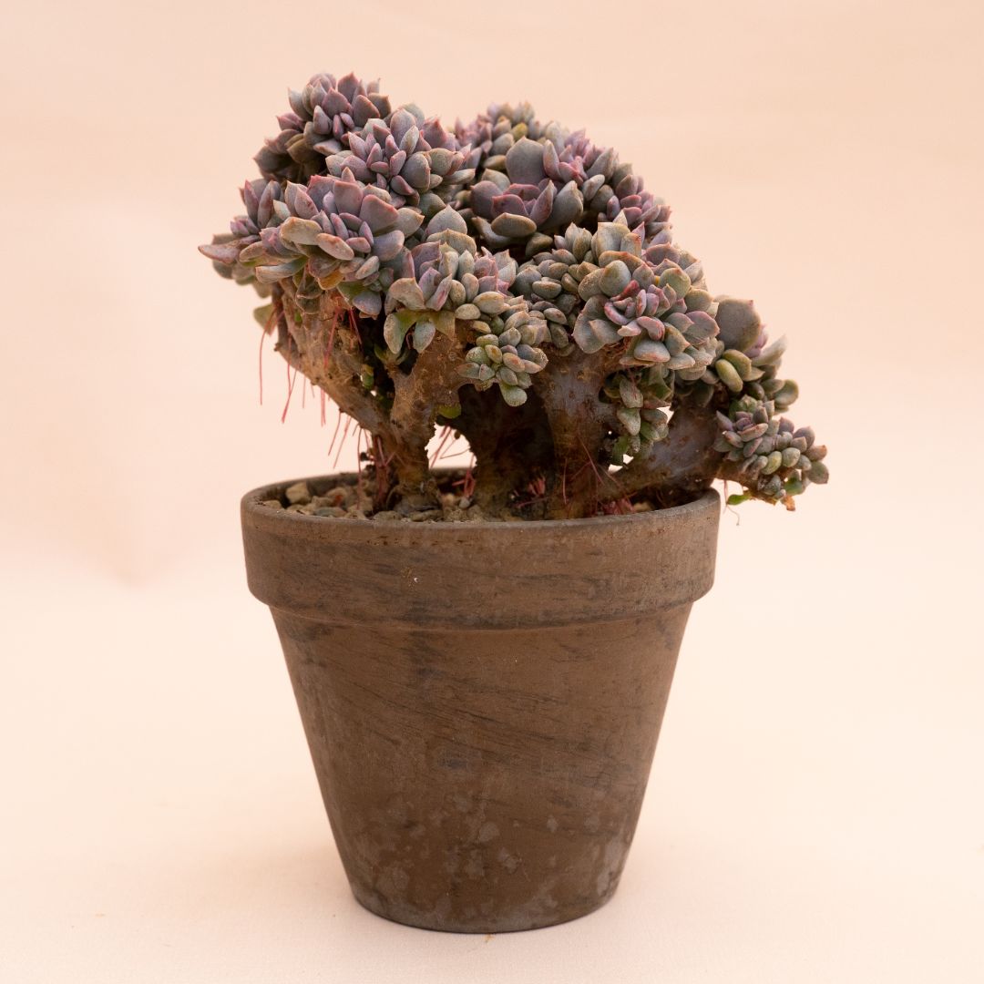 Echeveria 'Cubic Frost' crestata Ø 12 cm 827F