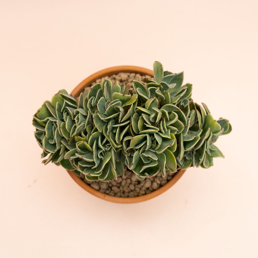 Echeveria 'Lemon Rose' crestata Ø 13 cm 829F