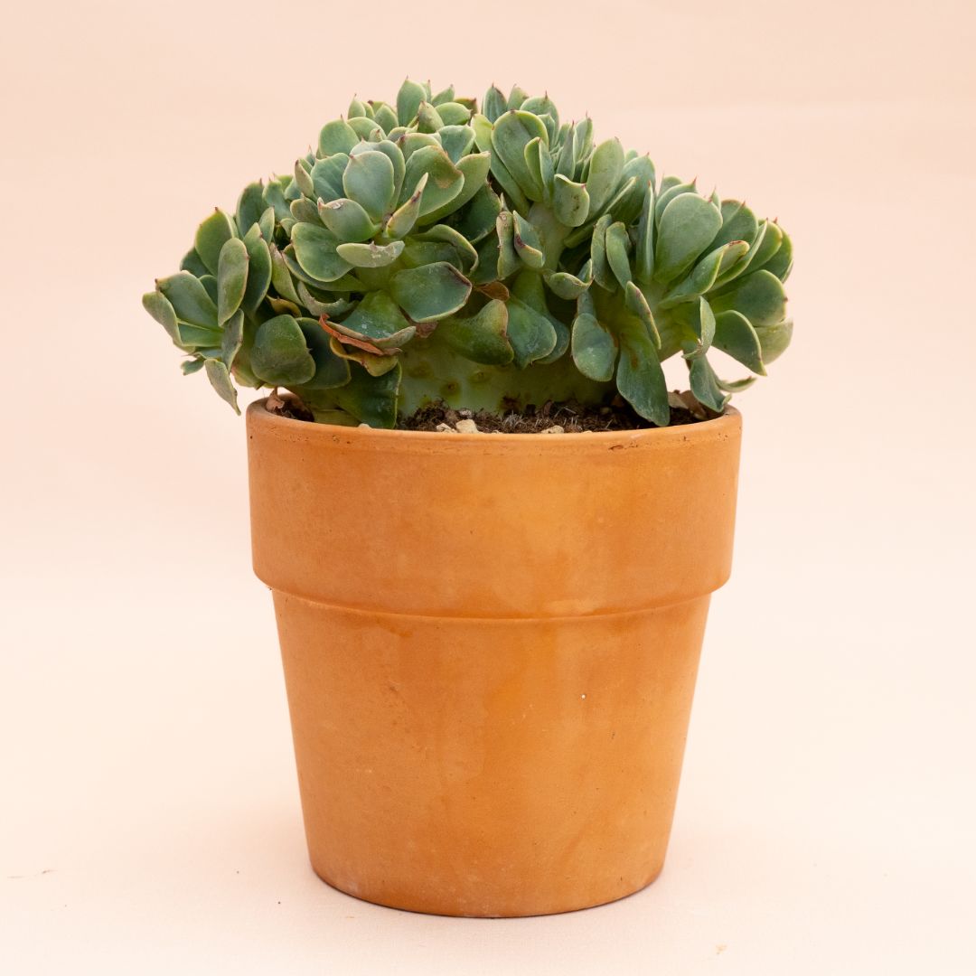 Echeveria 'Lemon Rose' crestata Ø 13 cm 829F