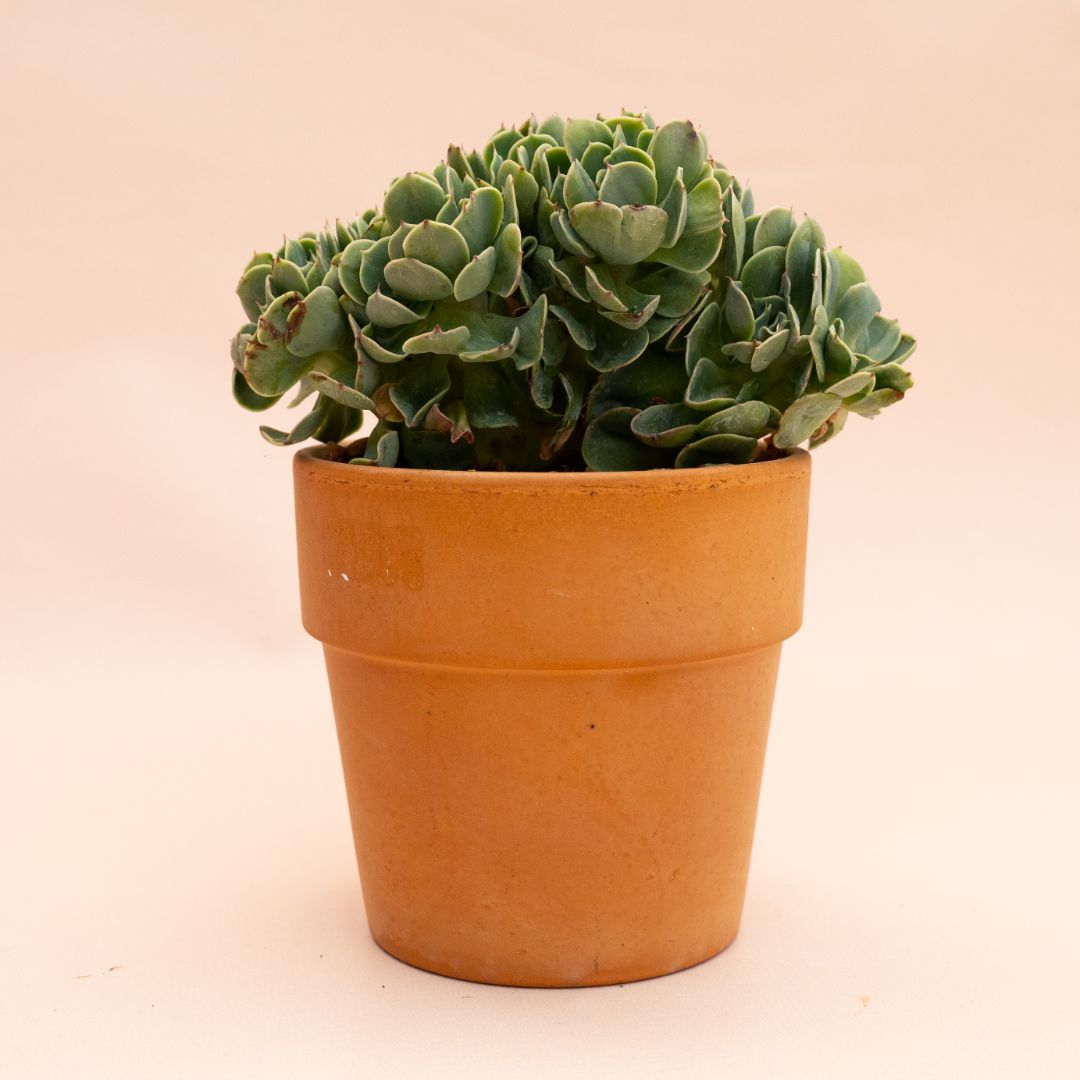 Echeveria 'Lemon Rose' crestata Ø 13 cm 829F