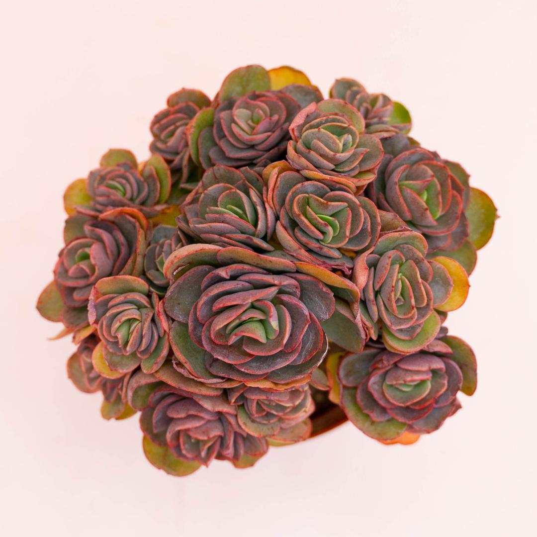 Echeveria Suyon Ø 14 cm
