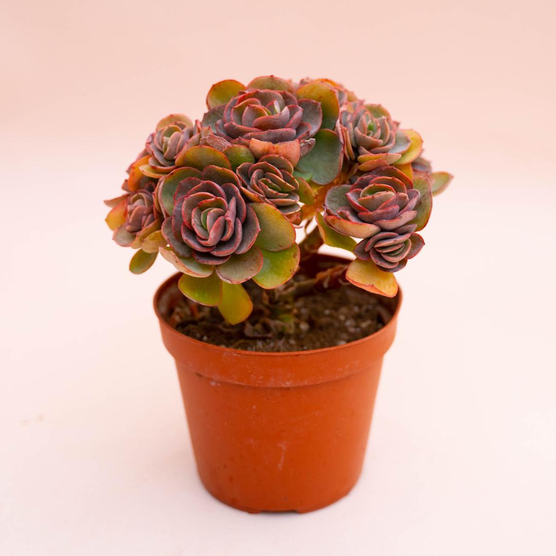 Echeveria Suyon Ø 14 cm