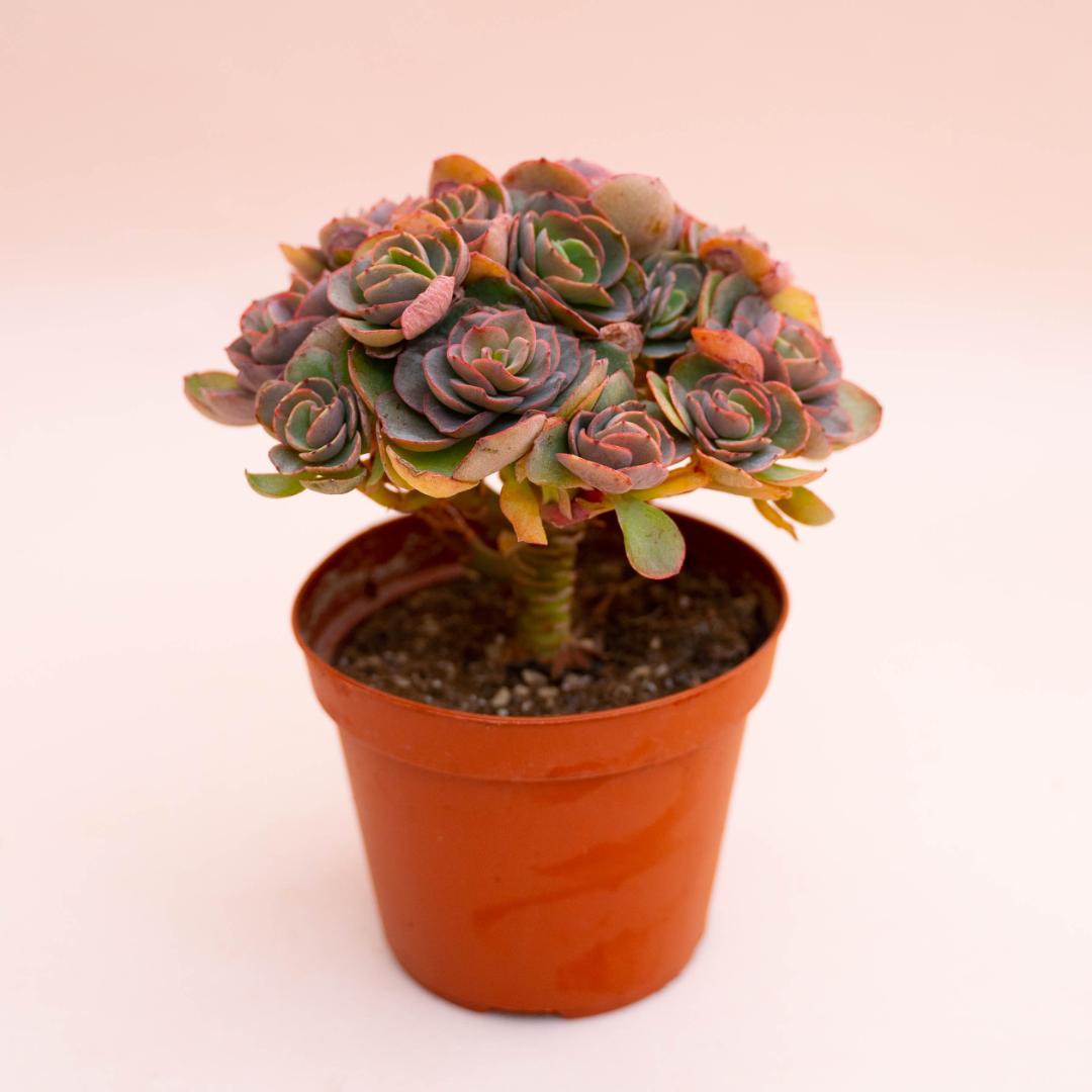 Echeveria Suyon Ø 14 cm