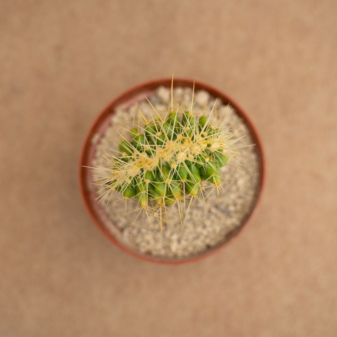 Echinocactus grusonii f. crestata Ø10,5 cm