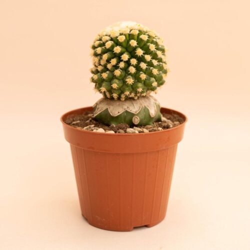 Echinocactus grusonii mostruoso Ø 12 cm