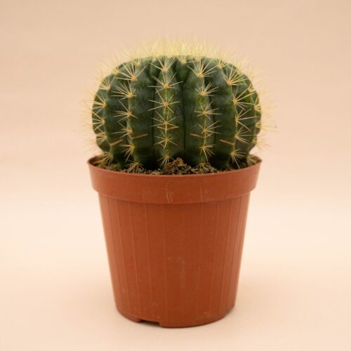 Echinocactus grusonii setispinus 15 cm 1312