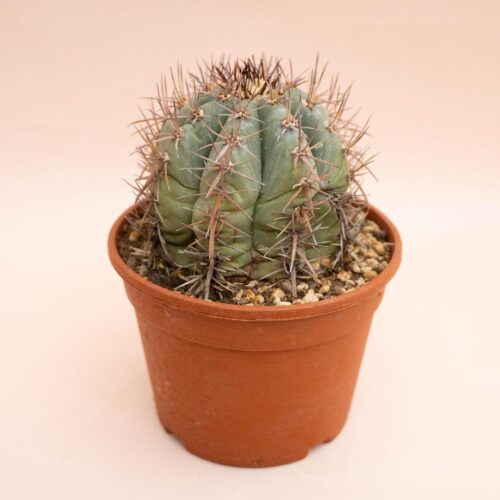 Echinocactus horizonthalonius Ø 18 cm