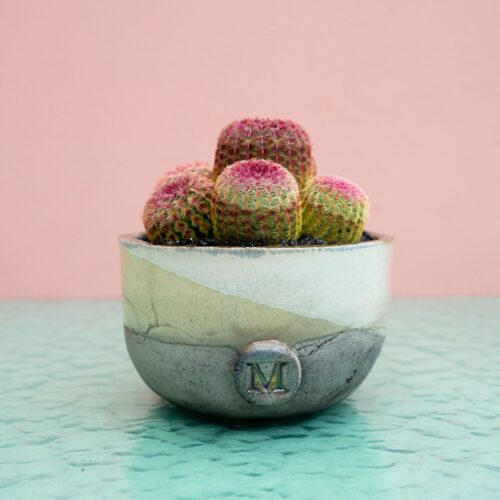 Echinocereus rigidissimus rubrispinus 295 Raku