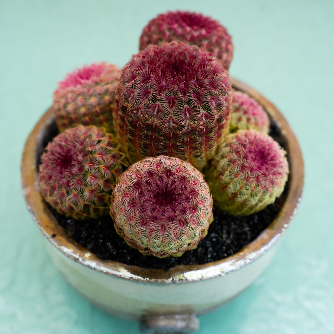 Echinocereus rigidissimus rubrispinus 295 Raku