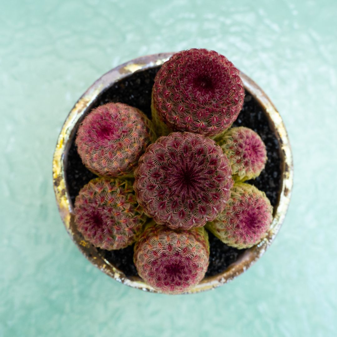 Echinocereus rigidissimus rubrispinus 295 Raku