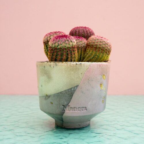 Echinocereus rigidissimus rubrispinus 297 Raku