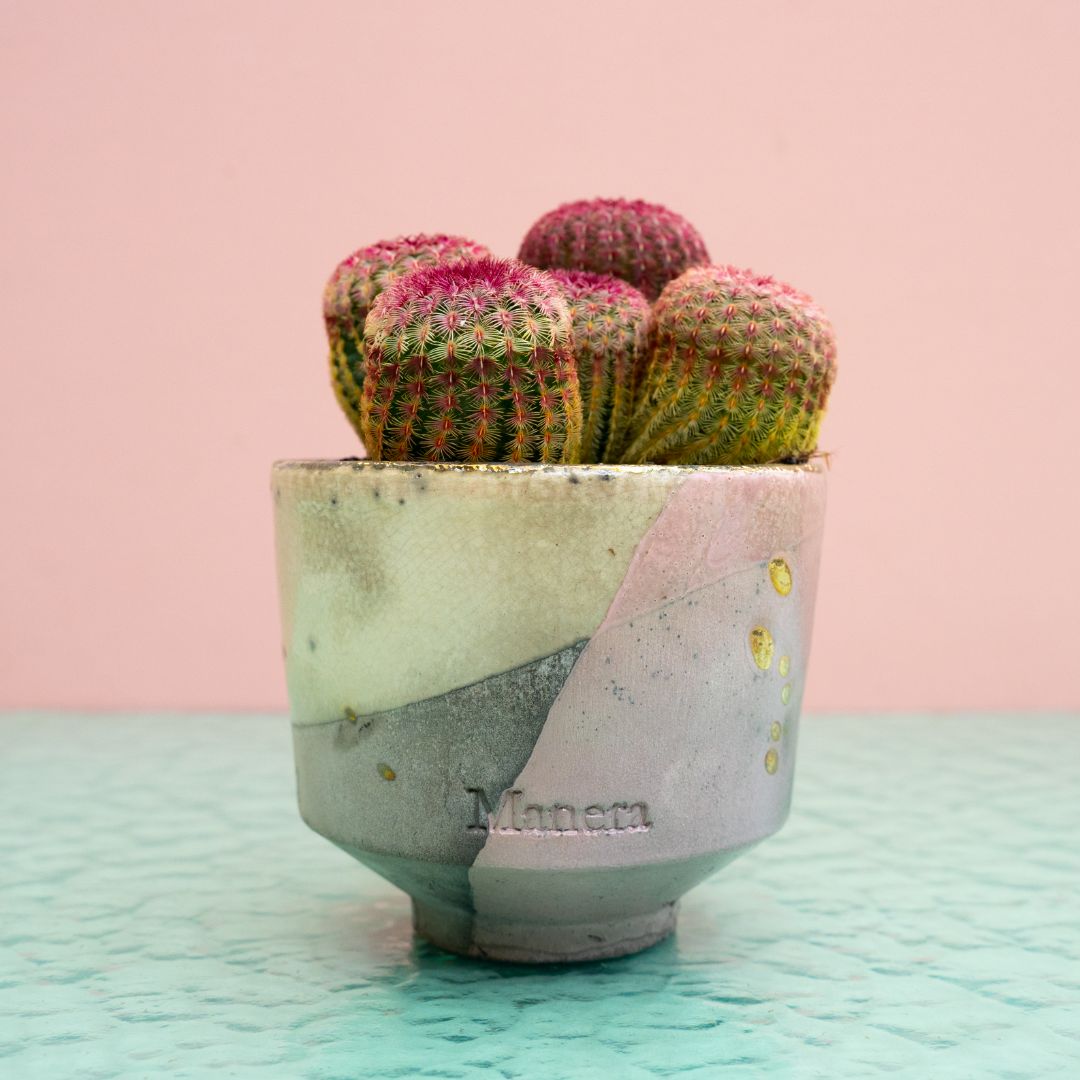 Echinocereus rigidissimus rubrispinus 297 Raku