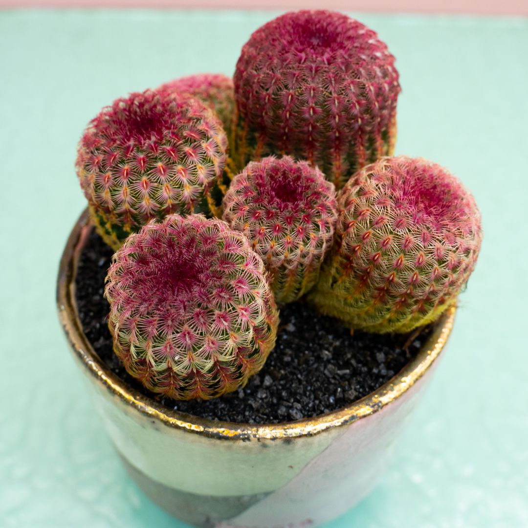 Echinocereus rigidissimus rubrispinus 297 Raku