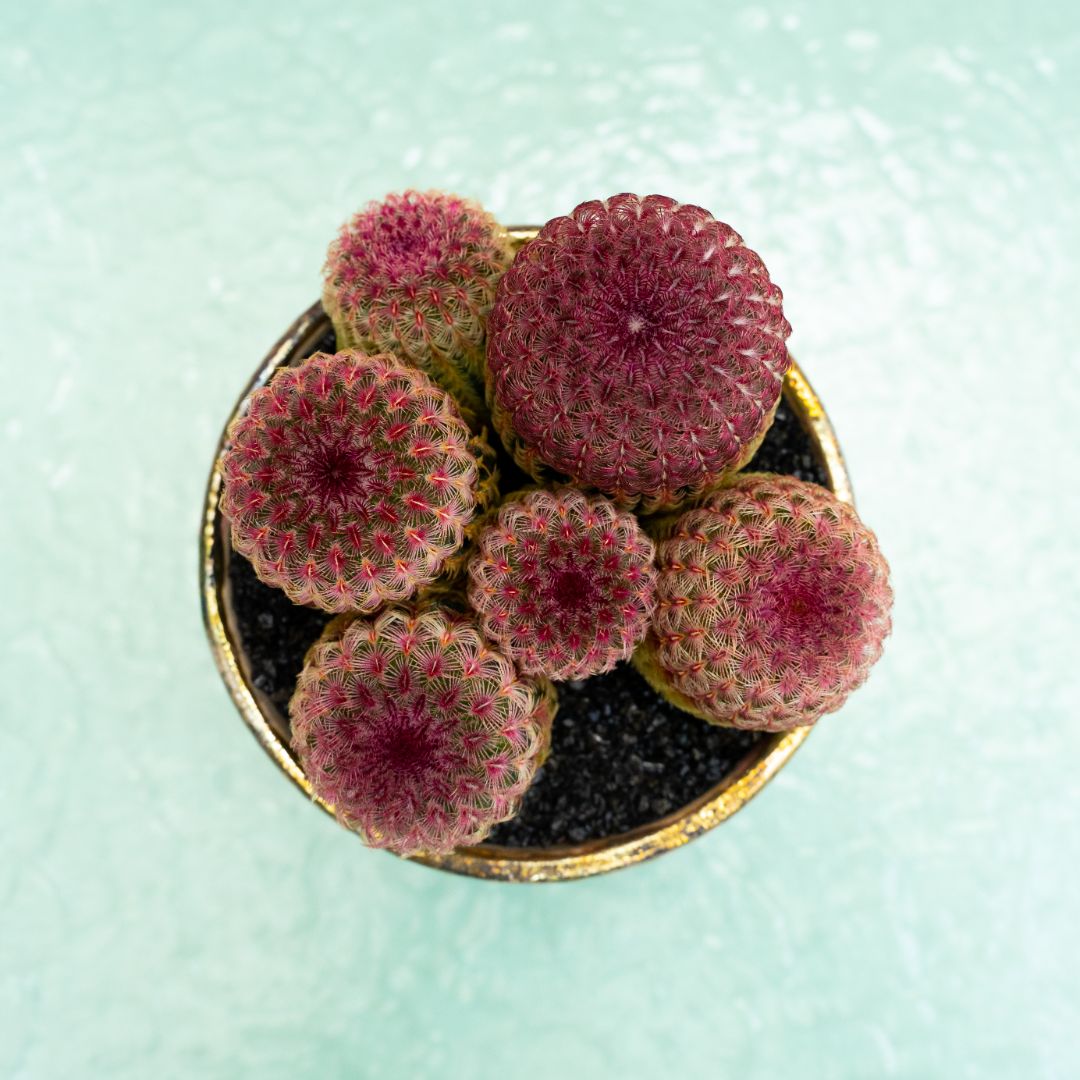 Echinocereus rigidissimus rubrispinus 297 Raku
