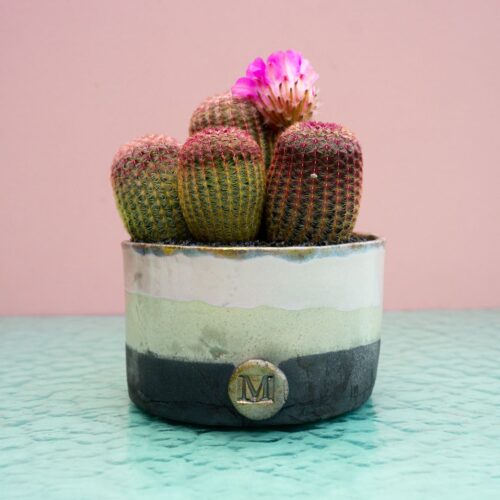 Echinocereus rigidissimus rubrispinus 321 Raku