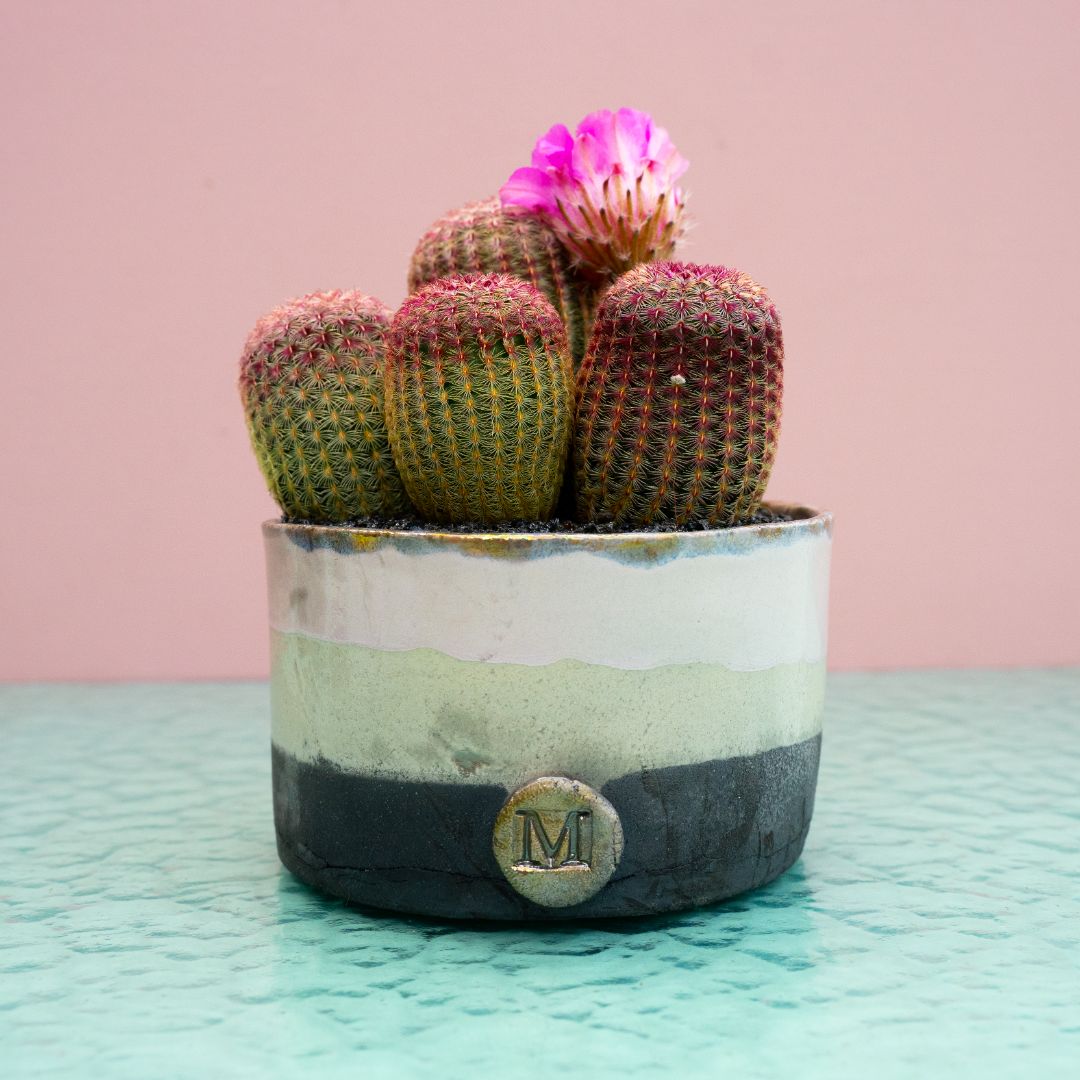 Echinocereus rigidissimus rubrispinus 321 Raku