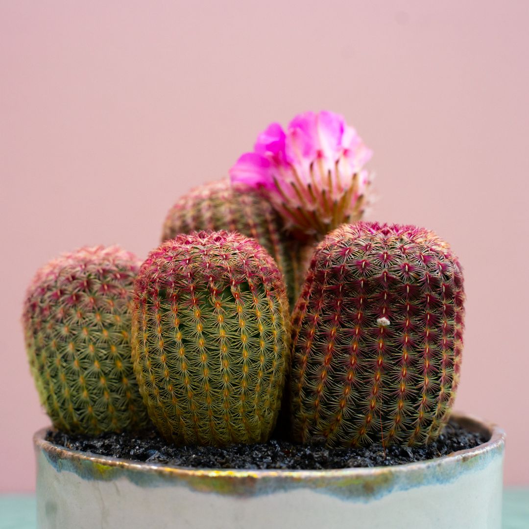 Echinocereus rigidissimus rubrispinus 321 Raku