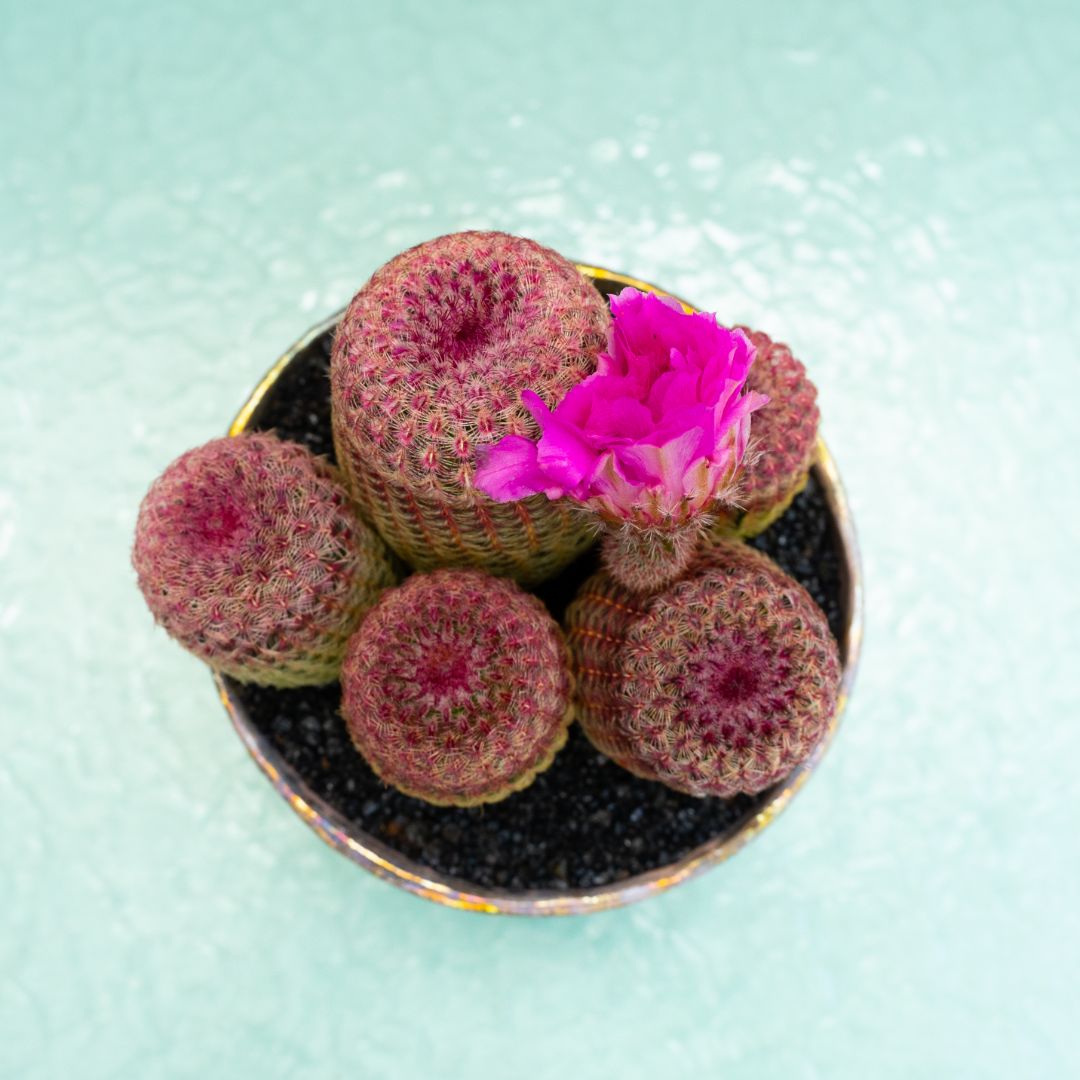 Echinocereus rigidissimus rubrispinus 321 Raku