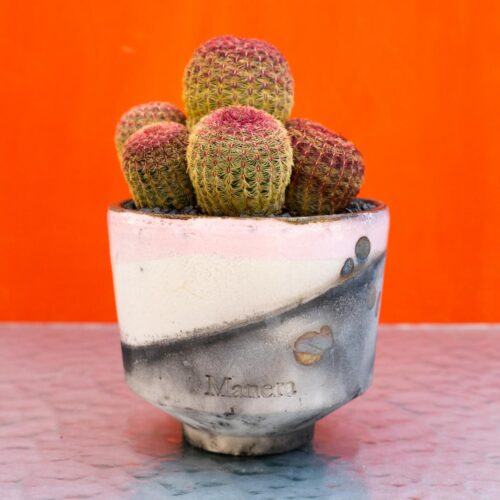 Echinocereus rigidissimus rubrispinus