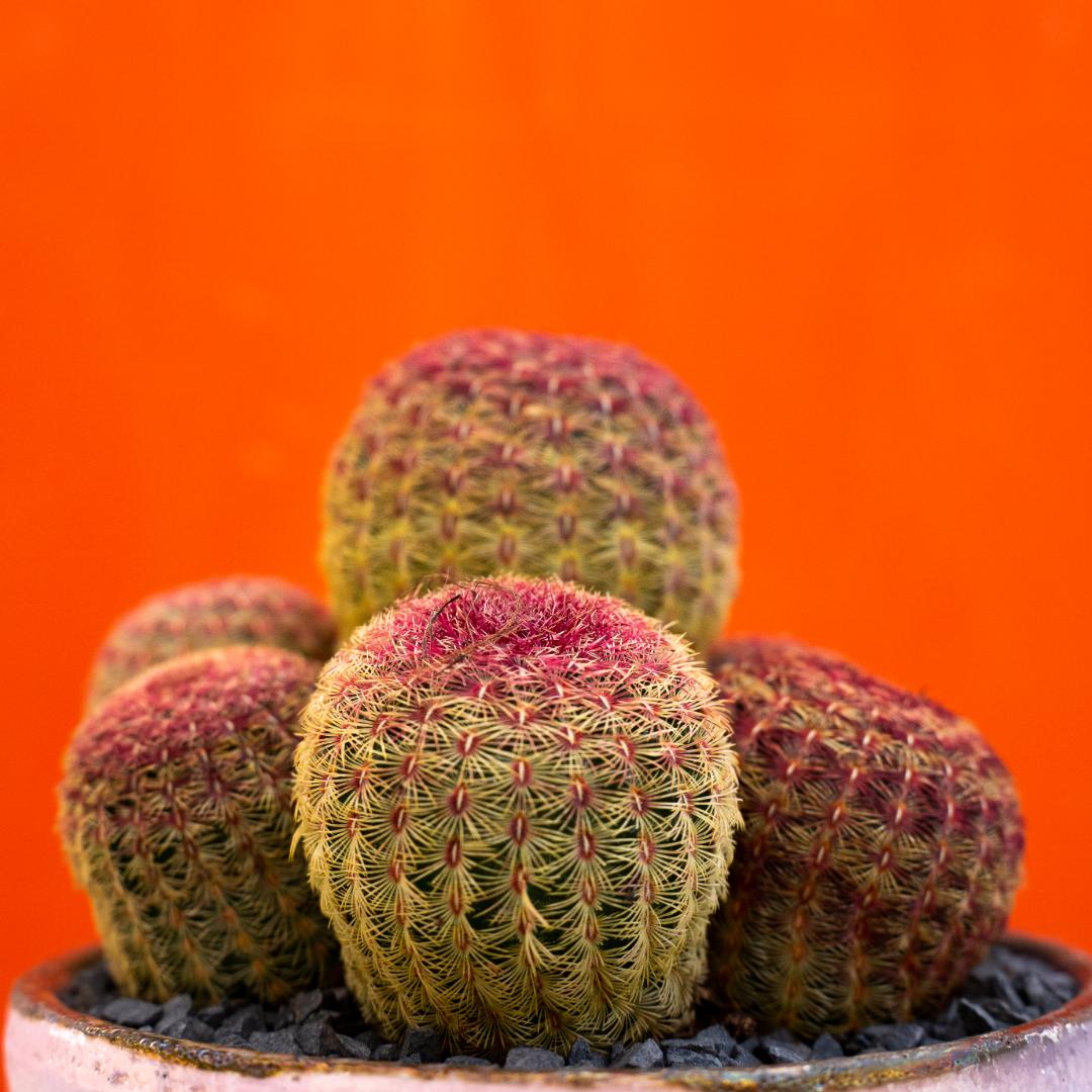 Echinocereus rigidissimus rubrispinus