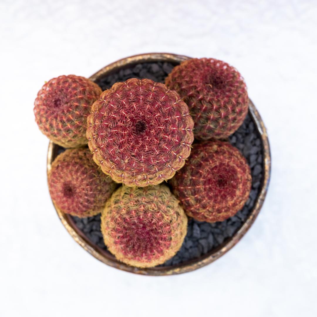 Echinocereus rigidissimus rubrispinus
