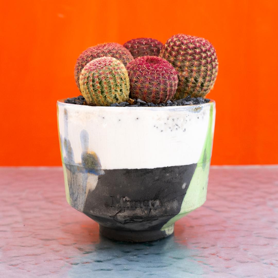 Echinocereus rigidissimus rubrispinus