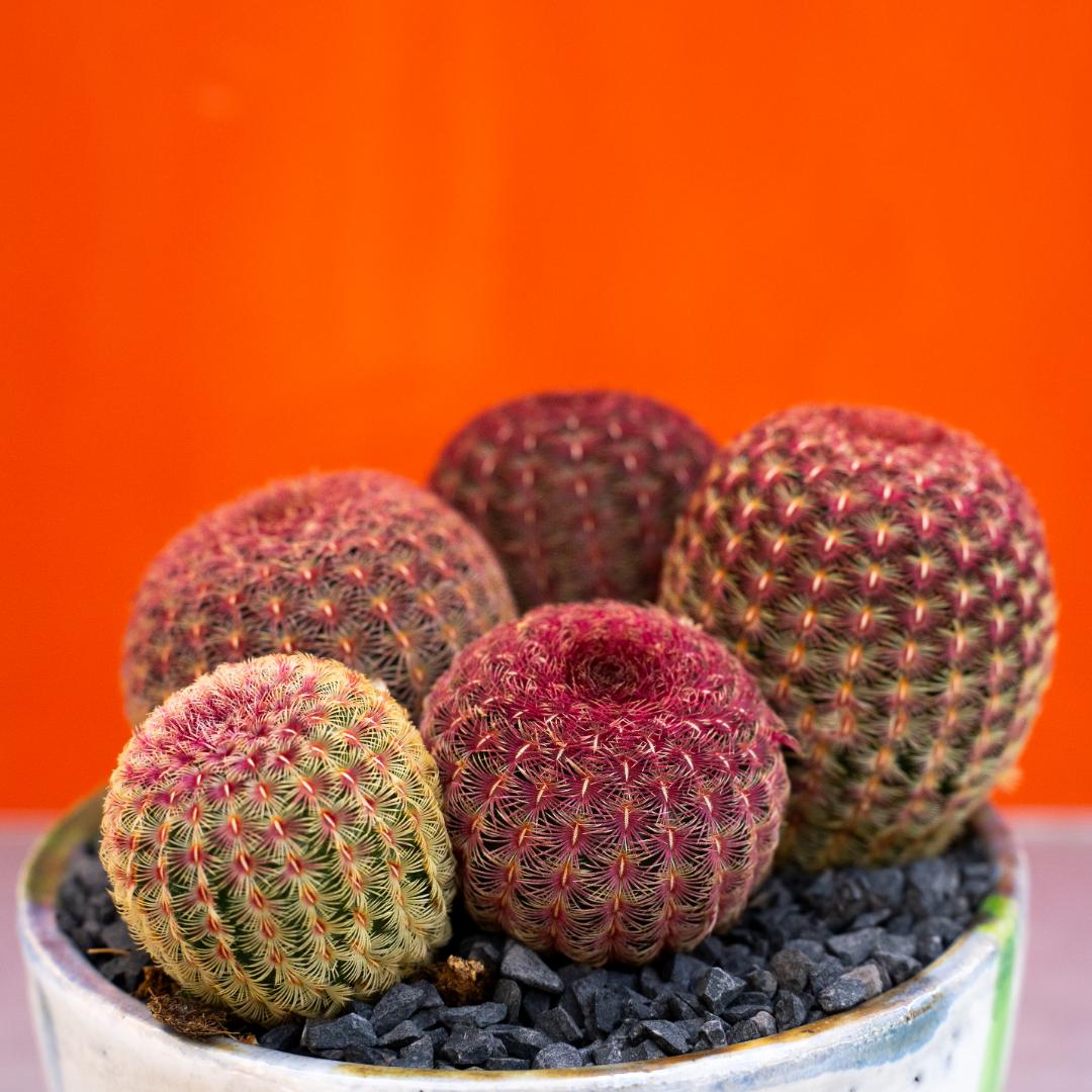 Echinocereus rigidissimus rubrispinus