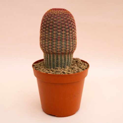 Echinocereus rigidissimus rubrispinus Ø 14 cm