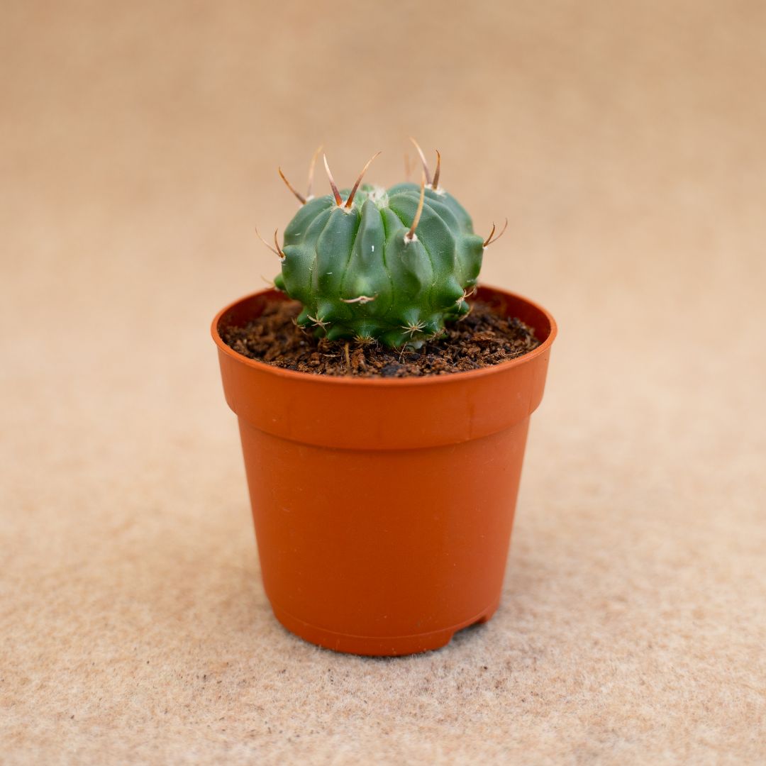 Echinofossulocactus coptonogonus Ø 6,5 cm