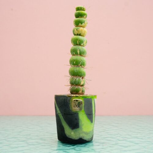 Eulychnia castanea spiralis 285 Raku