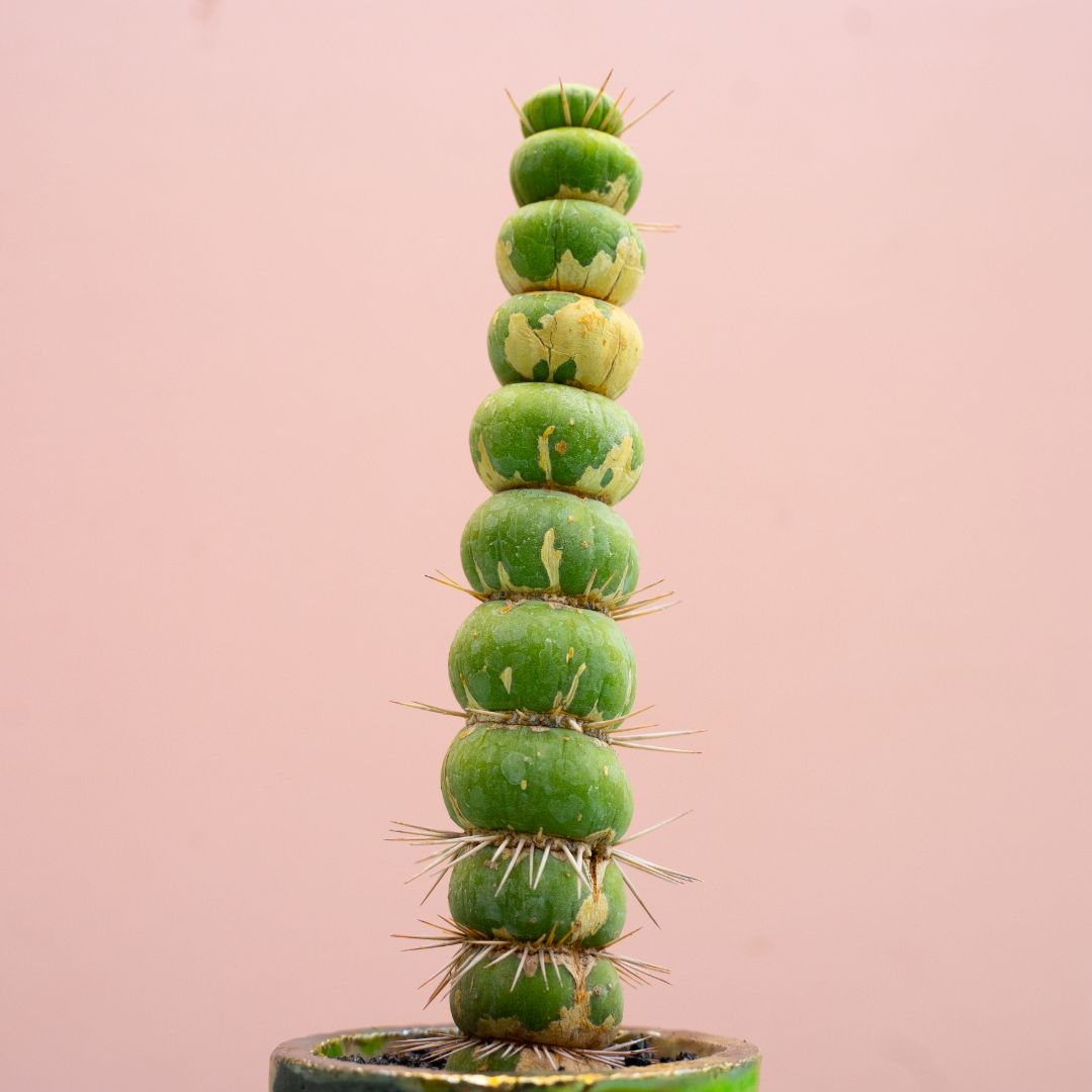 Eulychnia castanea spiralis 285 Raku