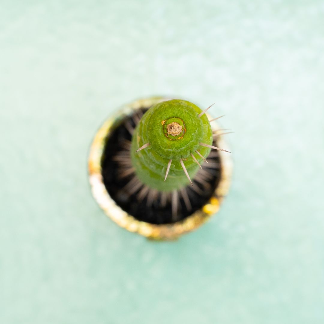 Eulychnia castanea spiralis 285 Raku
