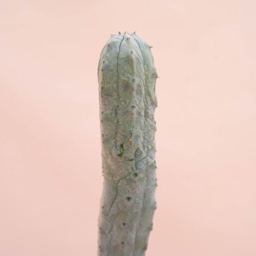 Euphorbia abdelkuri Ø 14 cm